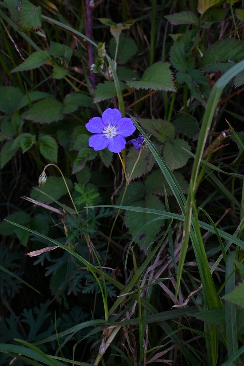 Geranium schiedeanum photo 3