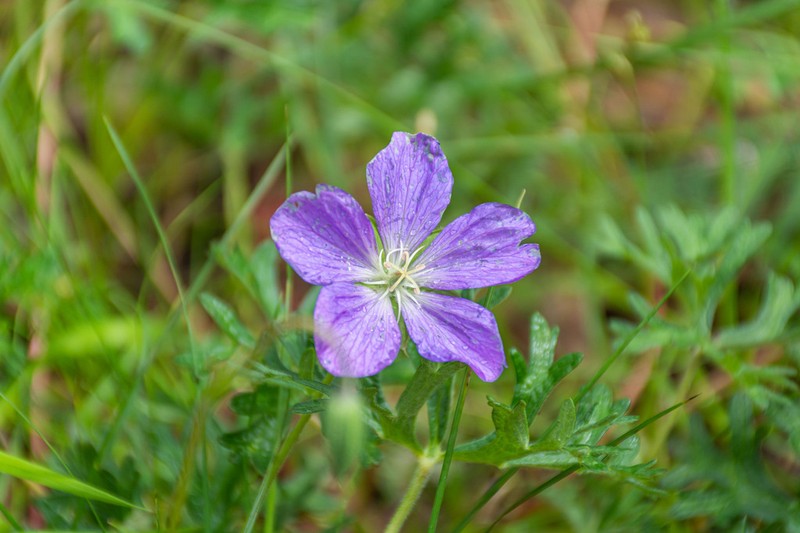 Geranium schiedeanum photo 4