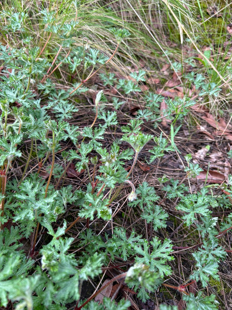 Geranium schiedeanum photo 5