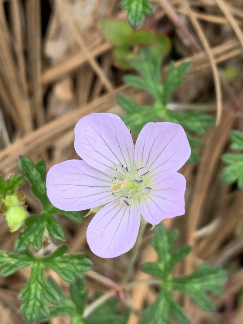 Geranium schiedeanum photo 6