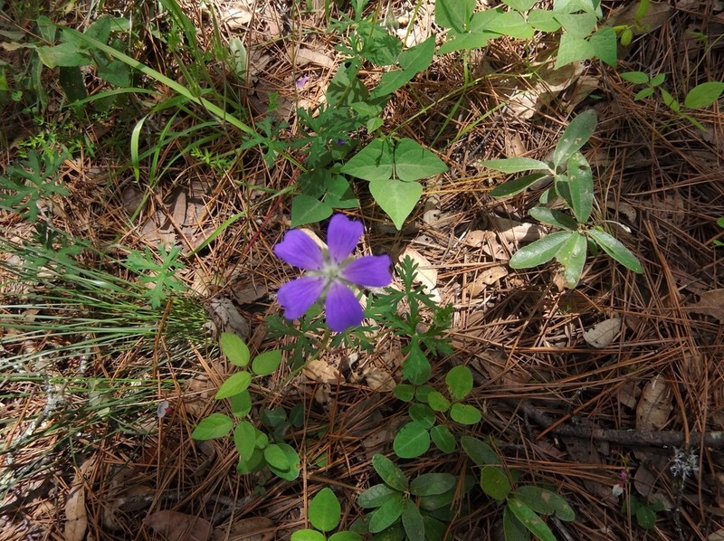 Geranium schiedeanum photo 7