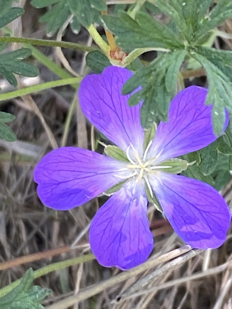 Geranium schiedeanum photo 8