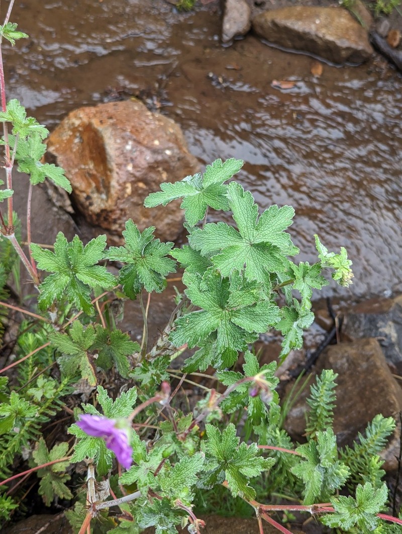 Geranium schlechteri
