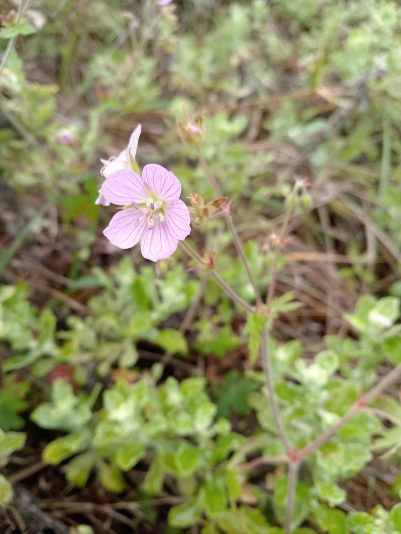 Geranium schlechteri photo 2