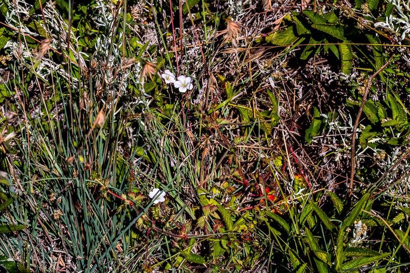 Geranium schlechteri photo 3