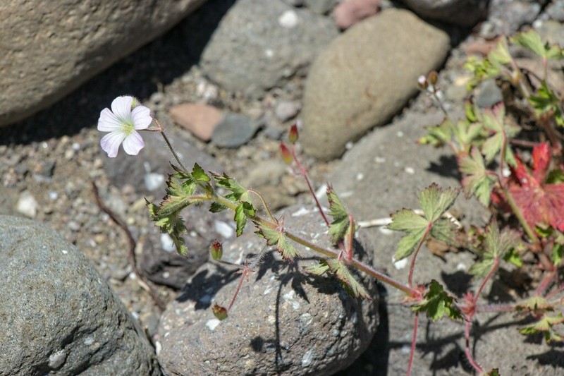 Geranium schlechteri photo 4