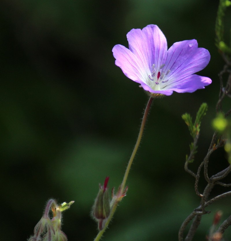 Geranium schlechteri photo 5