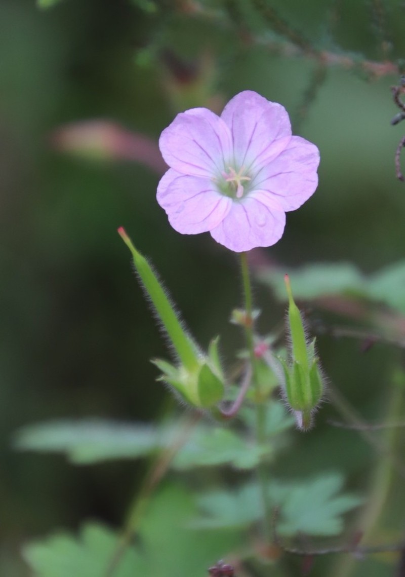 Geranium schlechteri photo 6