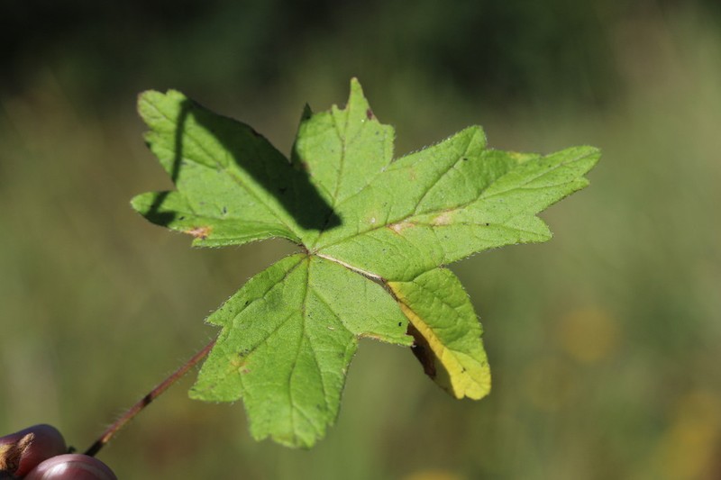 Geranium schlechteri photo 7