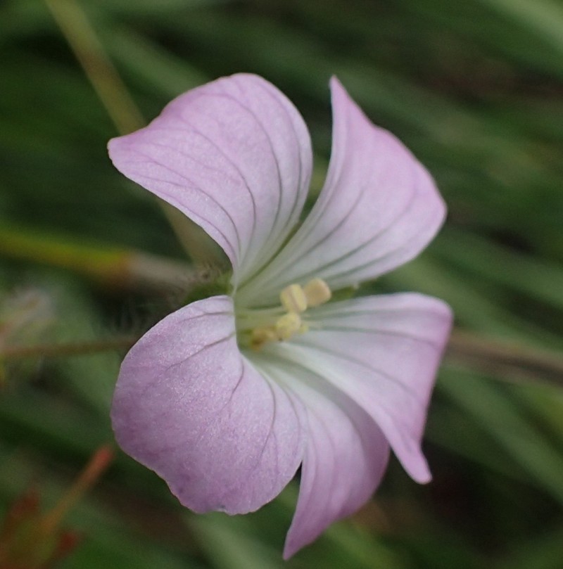 Geranium schlechteri photo 8