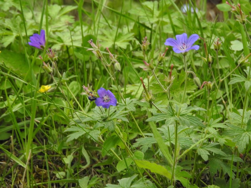 Geranium schmidii