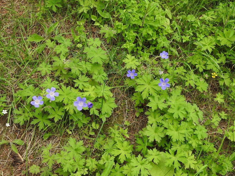 Geranium schmidii photo 2