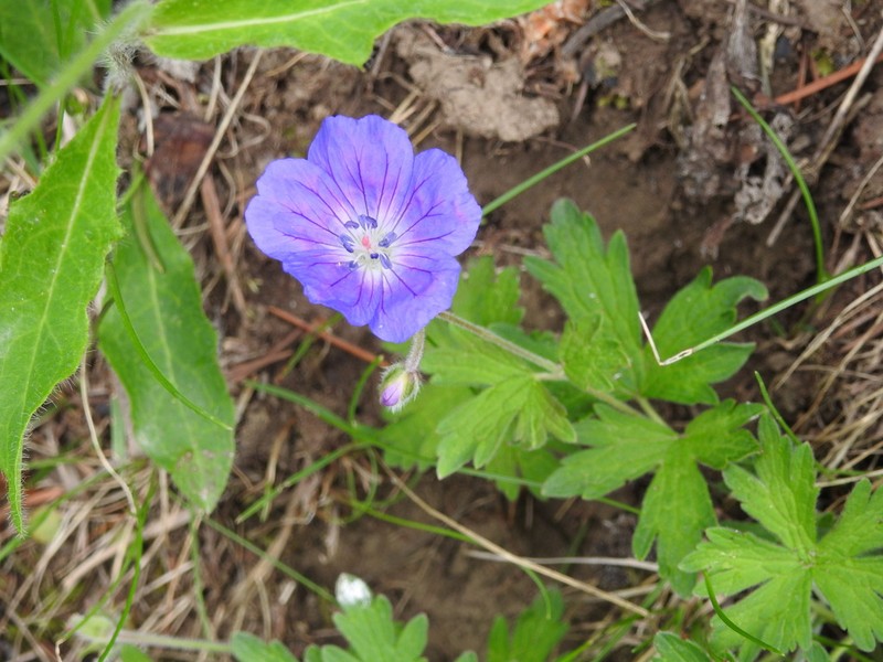 Geranium schmidii photo 3
