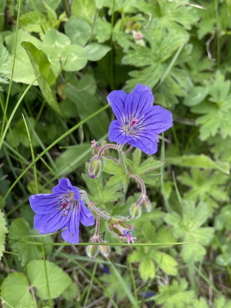 Geranium schmidii photo 4