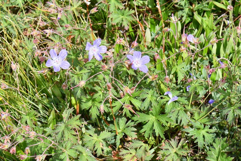 Geranium schmidii photo 5