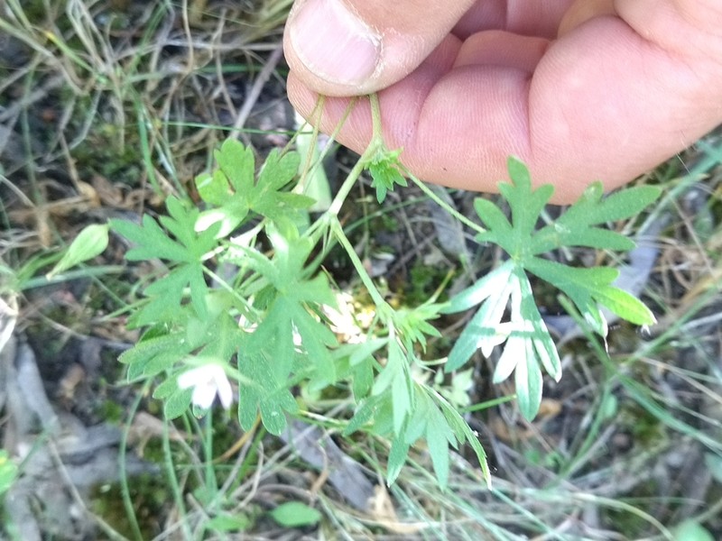 Geranium schrenkianum