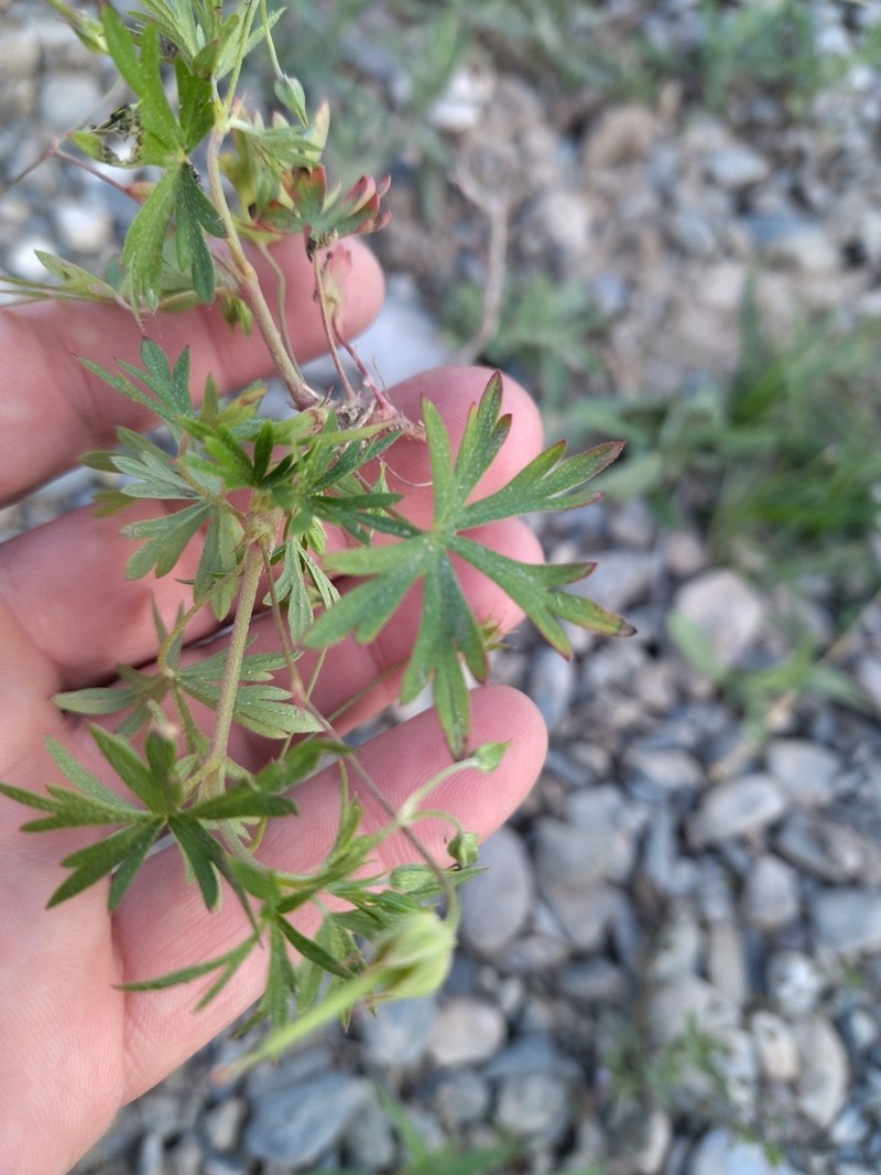 Geranium schrenkianum photo 2