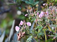 Geranium schultzei