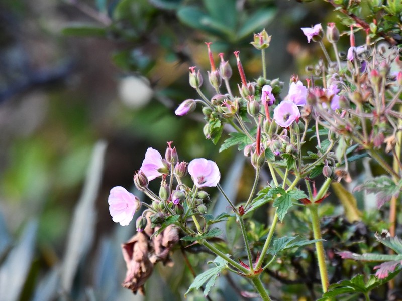 Geranium schultzei