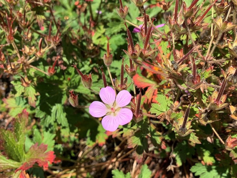 Geranium schultzei photo 2