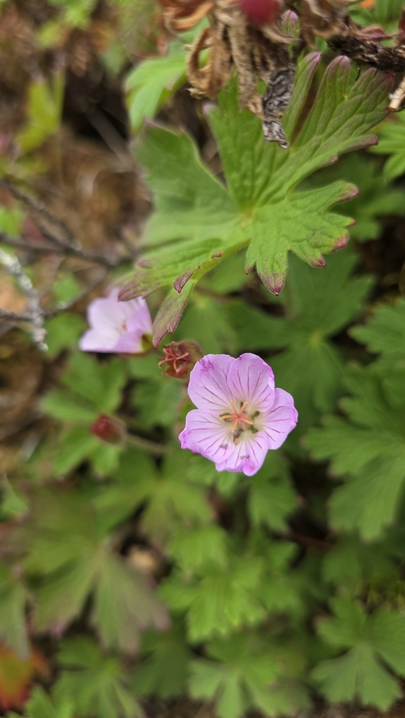 Geranium schultzei photo 3