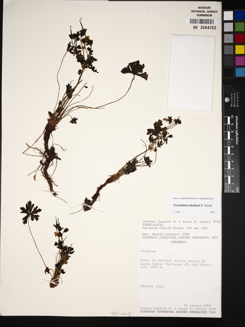 Geranium schultzei photo 6