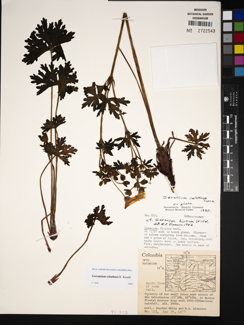 Geranium schultzei photo 7
