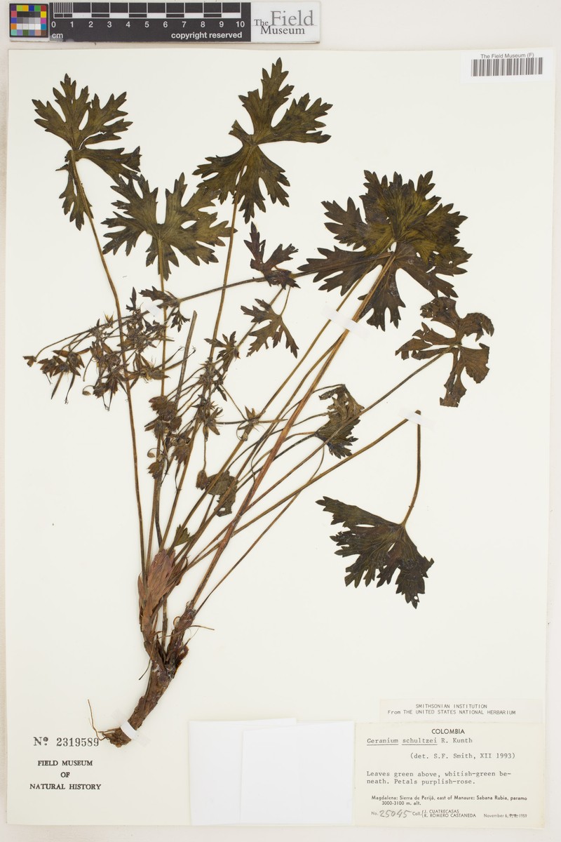 Geranium schultzei photo 8