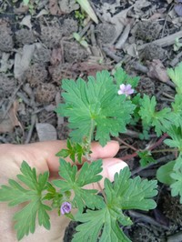 Geranium seemannii