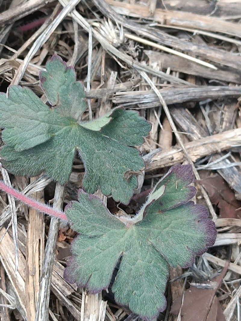 Geranium seemannii photo 2