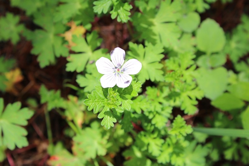 Geranium seemannii photo 3
