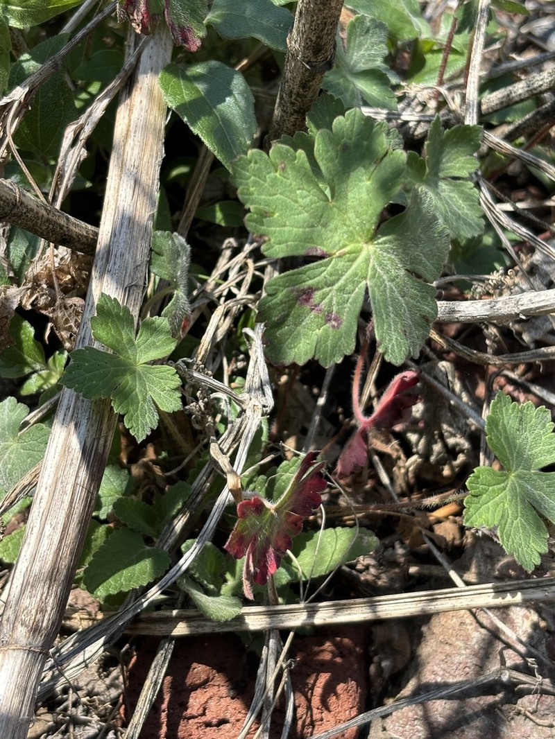 Geranium seemannii photo 4