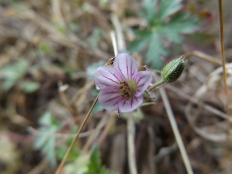 Geranium seemannii photo 5