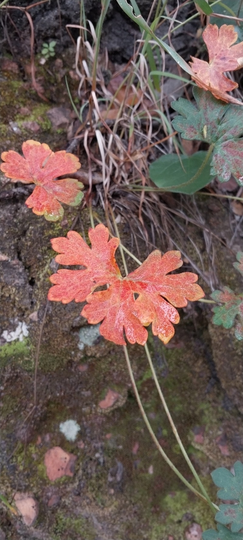 Geranium seemannii photo 6