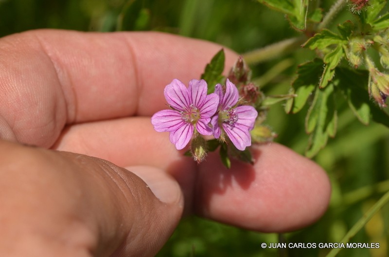 Geranium seemannii photo 7