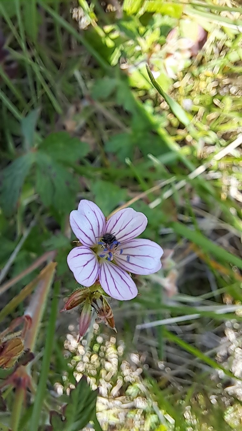 Geranium seemannii photo 8