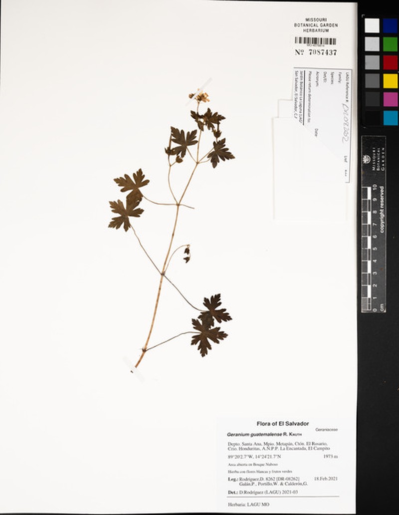 Geranium seemannii subsp. seemannii