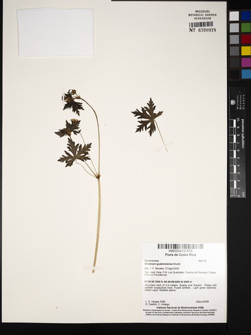 Geranium seemannii subsp. seemannii photo 2