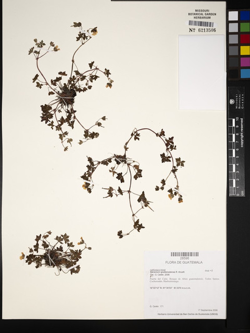 Geranium seemannii subsp. seemannii photo 3