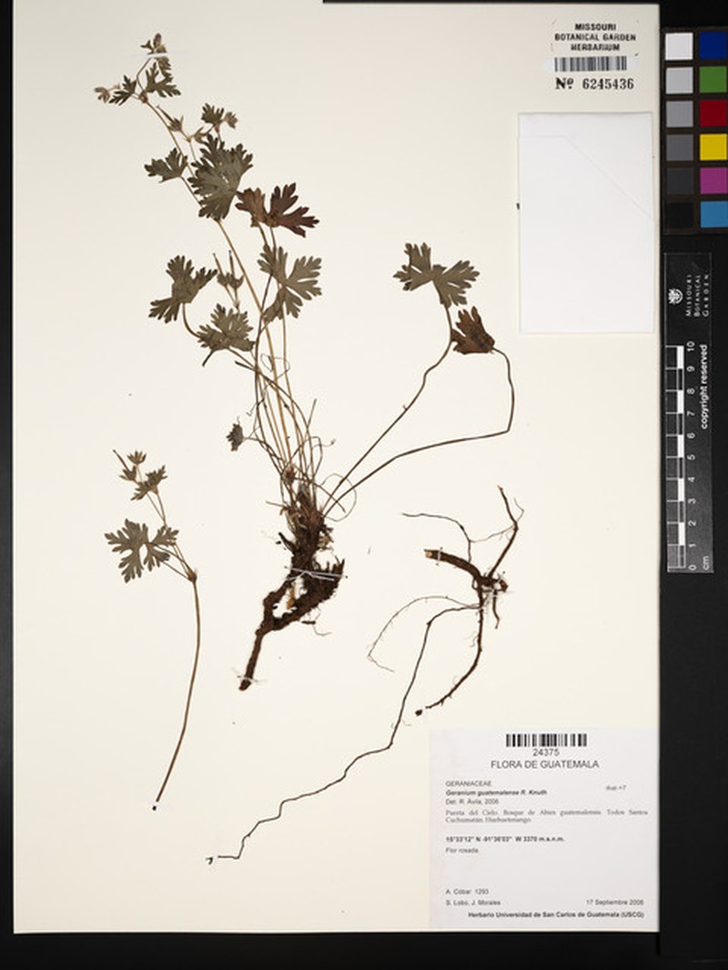Geranium seemannii subsp. seemannii photo 4