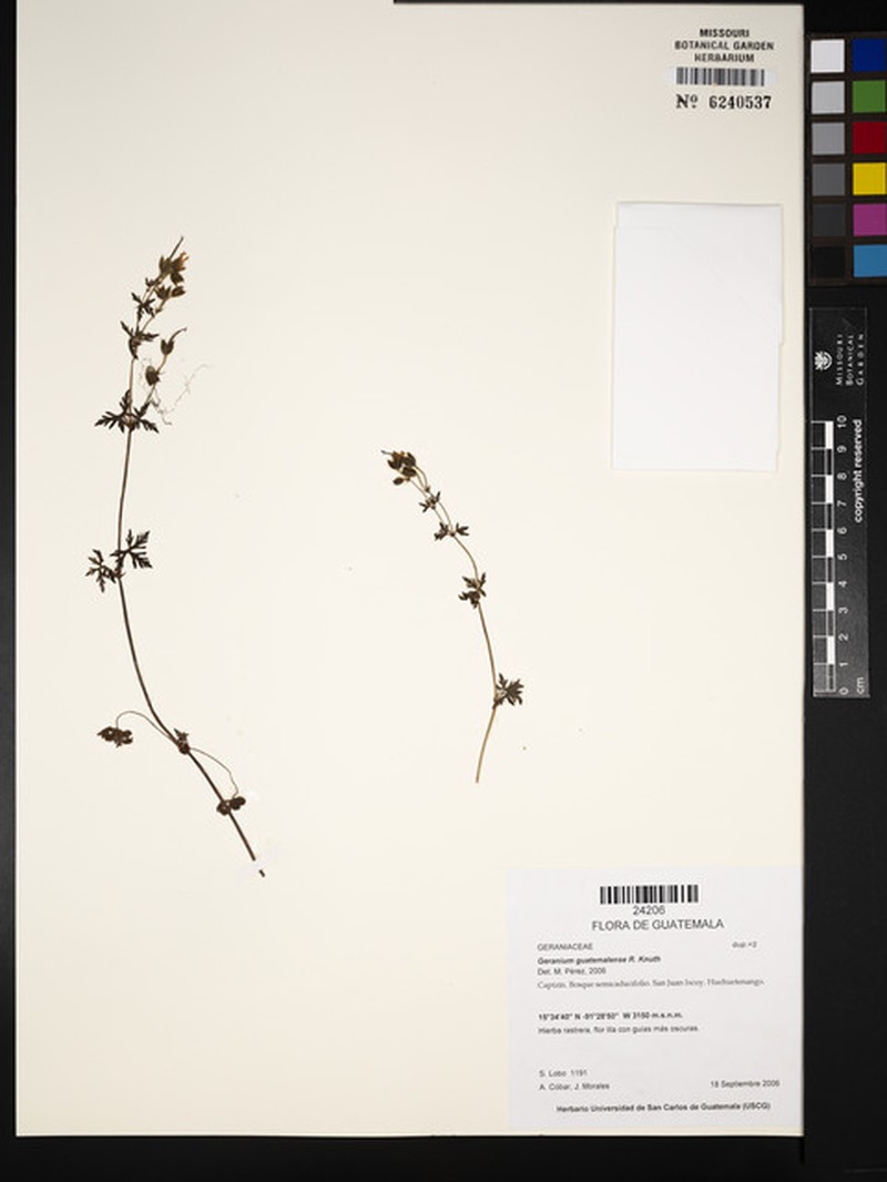 Geranium seemannii subsp. seemannii photo 5
