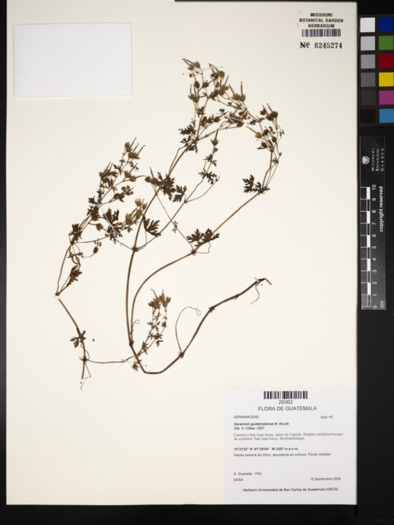 Geranium seemannii subsp. seemannii photo 6
