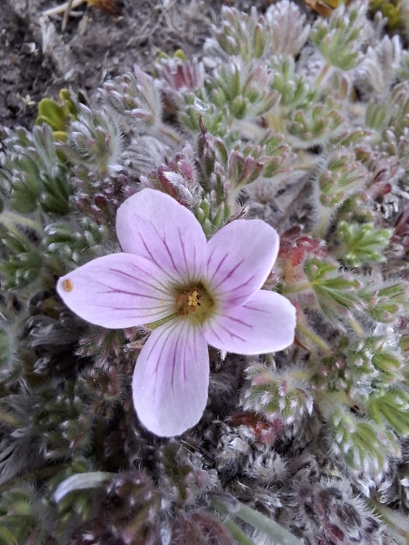 Geranium sericeum photo 2