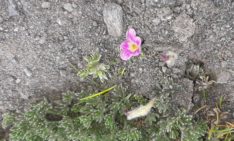 Geranium sericeum photo 3