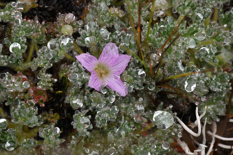 Geranium sericeum photo 4
