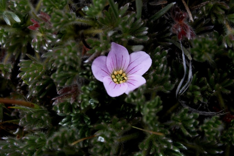 Geranium sericeum photo 5