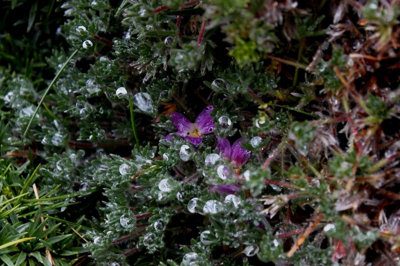Geranium sericeum photo 7