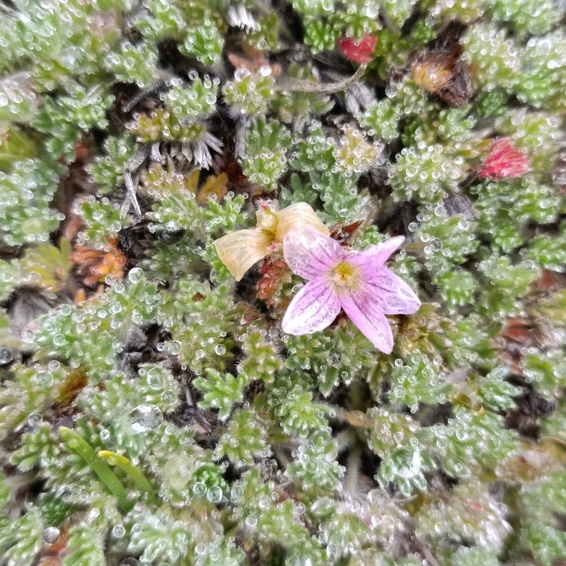 Geranium sericeum photo 8