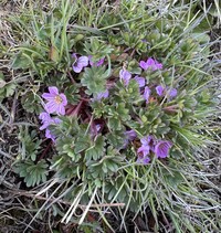 Geranium sessiliflorum