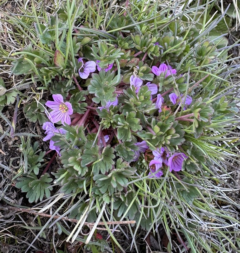 Geranium sessiliflorum